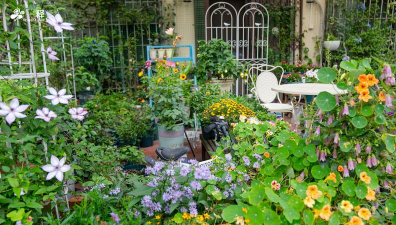 家庭养花用生根粉