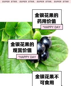 连花果有什么药用