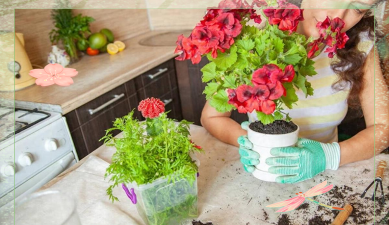 家庭养花用生根粉