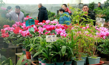 家庭养花用生根粉