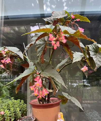 家庭养花用生根粉