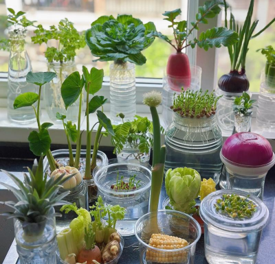 家庭可以种植什么蔬菜