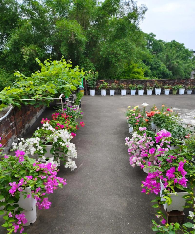 家庭养花用生根粉