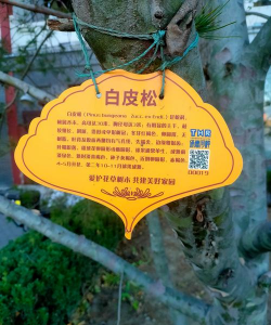 白皮松除草药有哪些