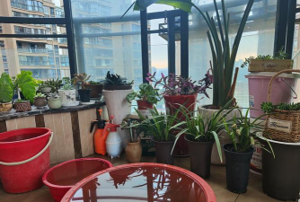 家庭养花用生根粉