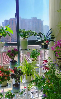 家庭养花用生根粉