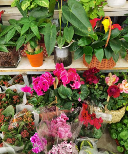 早春室外卖什么品种鲜花