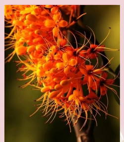 兰陵王妃无忧花什么花