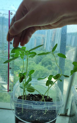 家庭养花用生根粉