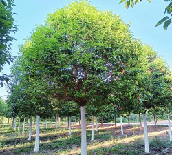 高杆女贞的繁殖方法与园林应用