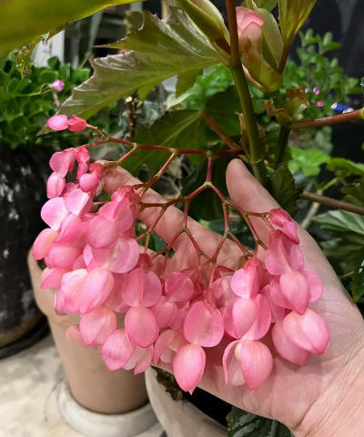 家庭养花用生根粉