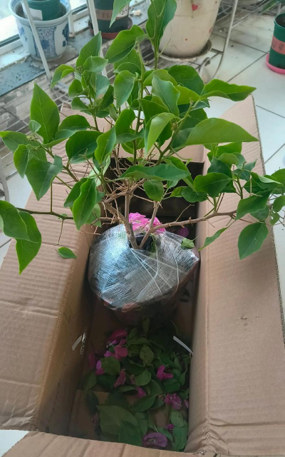 家庭养花用生根粉