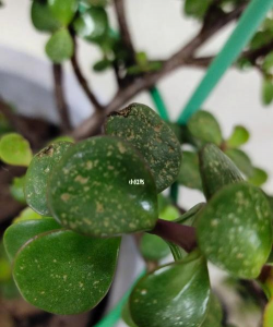 金枝玉叶都有哪些病害