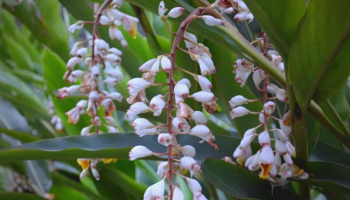 砂仁花有哪些部分组成