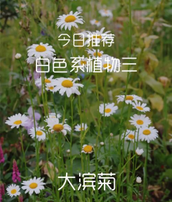 大白菊是什么果实类型