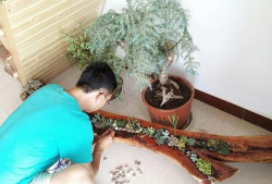 家庭养花用生根粉