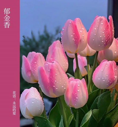 郁金香属于哪些花科