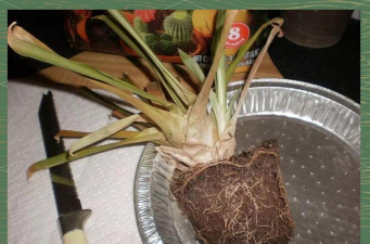 家庭养花用生根粉