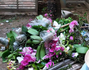 家庭养花用生根粉