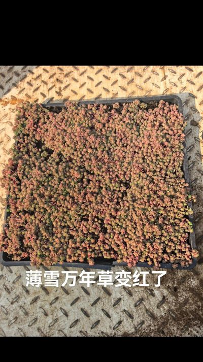 冬天有颜色的植物有哪些