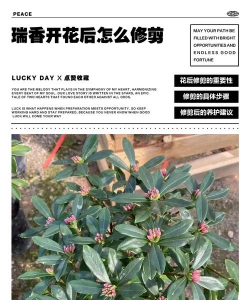 家庭养花用生根粉