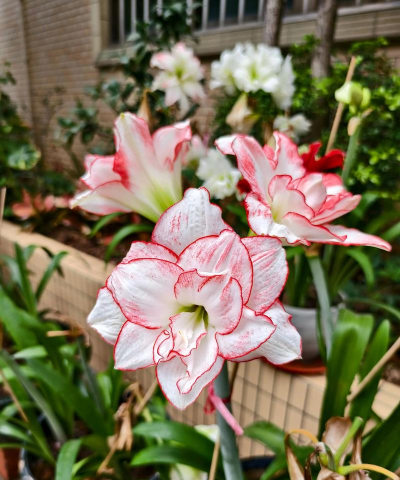 家庭养花用生根粉