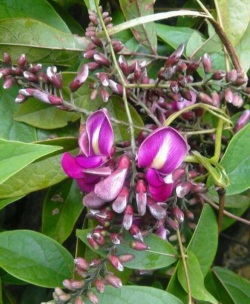 江西有哪些豆科木本植物