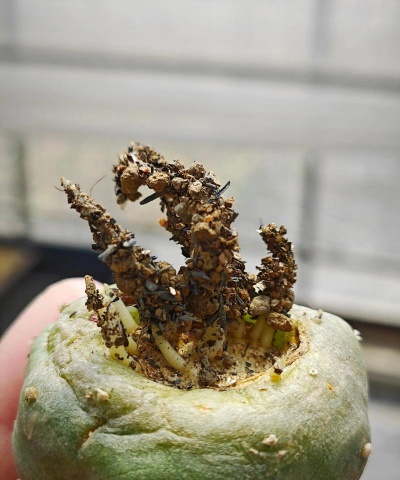 家庭养花用生根粉