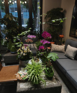 家庭养花用生根粉