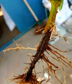 家庭养花用生根粉