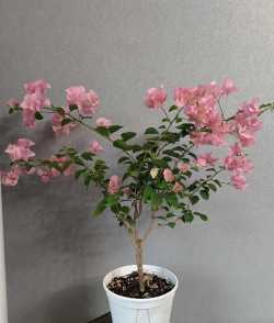 红粉佳人是什么花