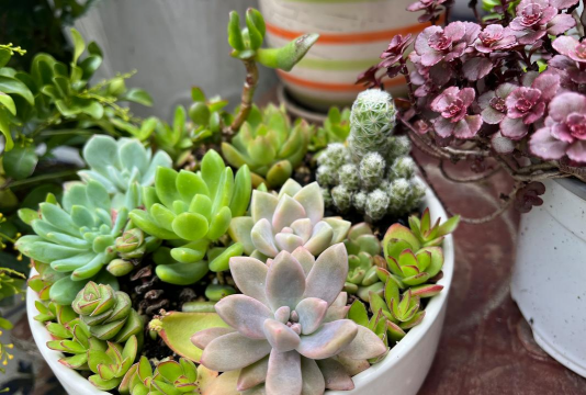 家庭养花用生根粉