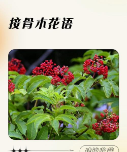 接骨木花语是什么