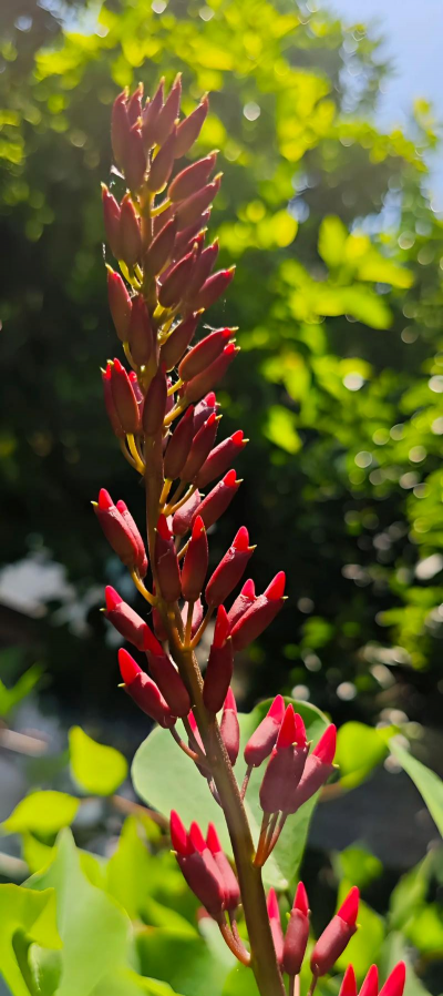 象牙花的花语是什么