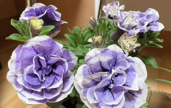 矮牵牛超级牛有哪些品种