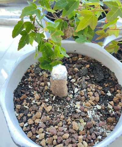 家庭养花用生根粉