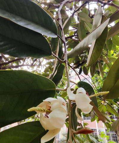 园林新秀—金叶含笑