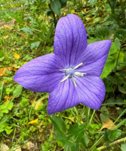 秋季有哪些了入药的花草