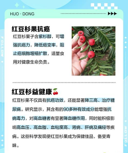 红头杉子有什么好处