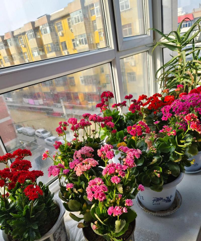 家庭养花用生根粉