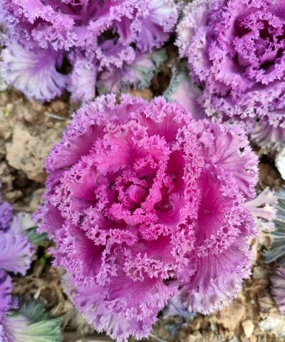 什么花长的像苋菜