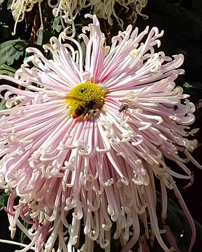 菊梅开花什么样子