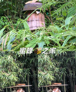 蜜蜂桶养花