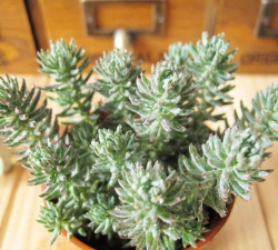 塔松多肉有什么