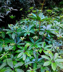 家庭养花用生根粉