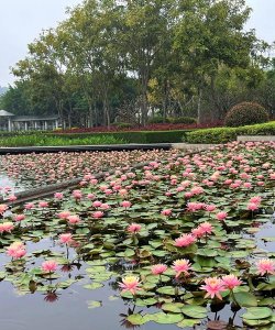 莲花塘养花