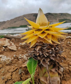 地莲花长什么样子