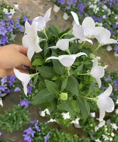 家庭养花用生根粉