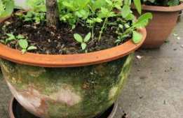 家庭养花用生根粉