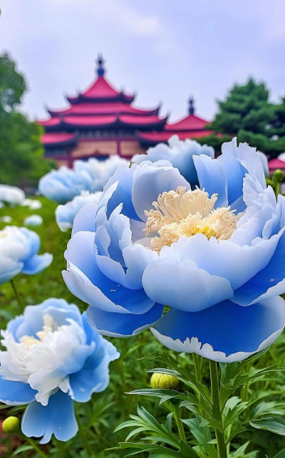 牡丹牡丹长什么样子